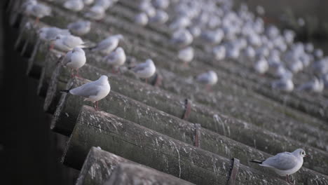 Flock-of-Gulls-perched-on-ice-guard-in-Vltava-river,-Prague-City-Center,-Czech-Republic