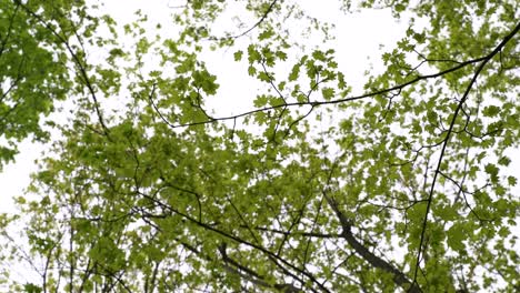 Camera-pointing-upwards-towards-Trees-and-leaves,-calmly-moving-in-the-wind-in-a-forrest-in-Berlin