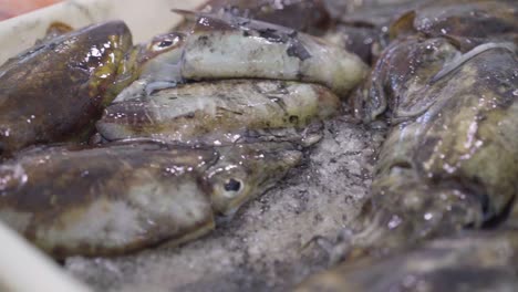 fresh choco squid pile - slow motion close-up moving shot fish market tray