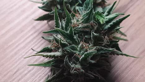 plantas de marihuana premium