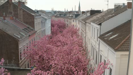 Drone---Aerial-drone-shot-of-the-Kirschbluete-Cherry-Blossom-in-the-Heerstraße-Heerstreet-Breitestraße-Bonn-30p