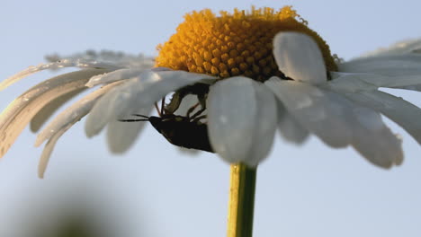 a close-up of a daisy with dew and an insect