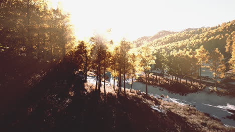 Magical-yellow-trees-glowing-in-the-sun