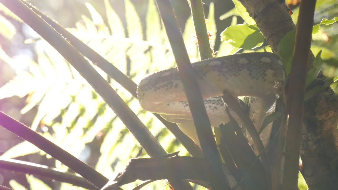 울창 한 열대 우림 환경 에서  을 사냥 하는 것 - 다이아몬드 파이톤