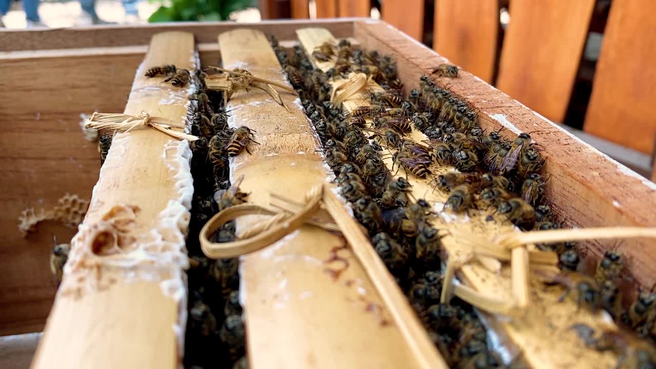 Honey bee colony working on the wooden beehive box in honey bee farm