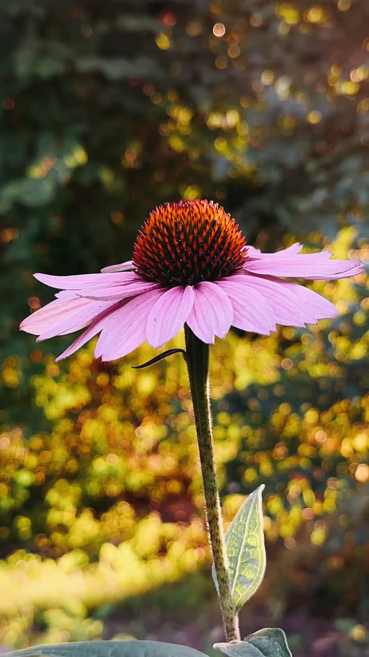flor de cono rosa en el jardín