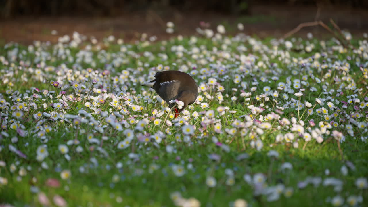 Common moorhen eating in the grass full of small, white daisies