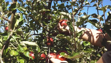 Female-hands-picking-red-apples-from-the-tree-in-autumn