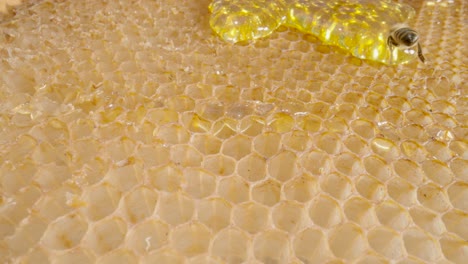 honeycomb with honey