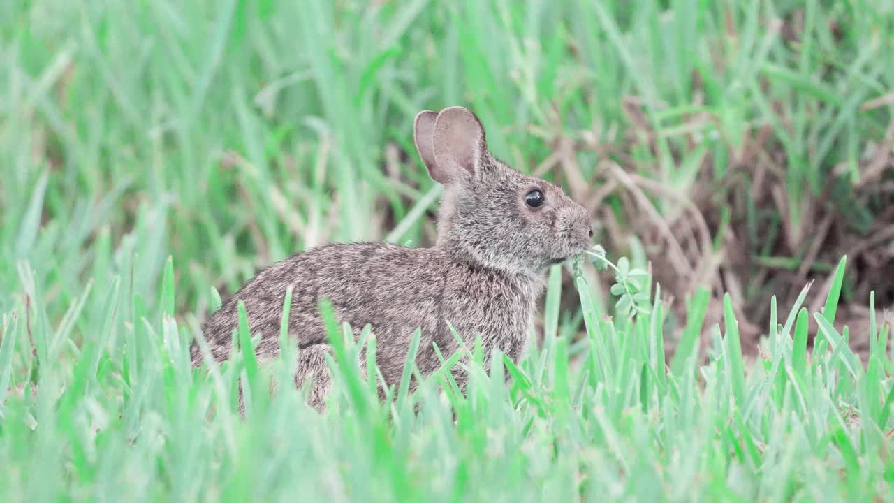 conejo de pantano comiendo hojas entre hierba verde
