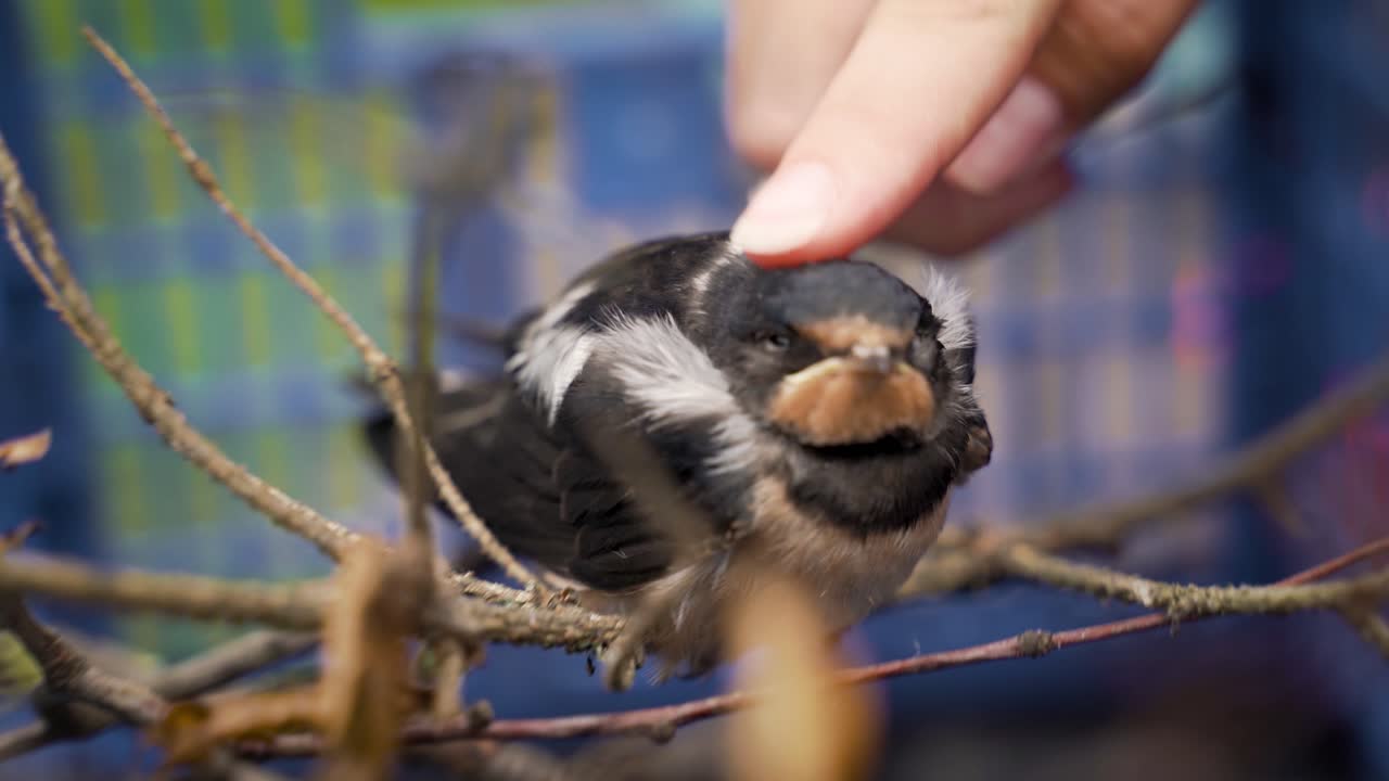 One flightless chick barn swallow is stroked on some twigs, close up