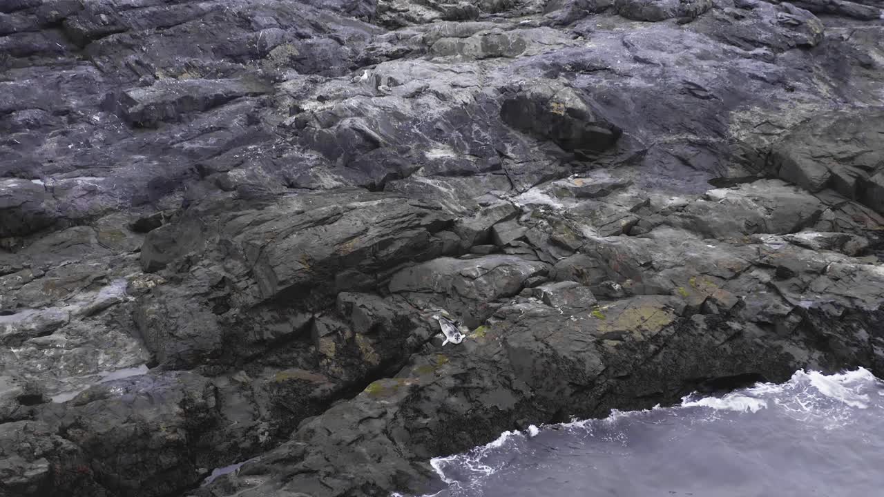 foca arpa solitaria relajándose en la costa volcánica de islandia, antena