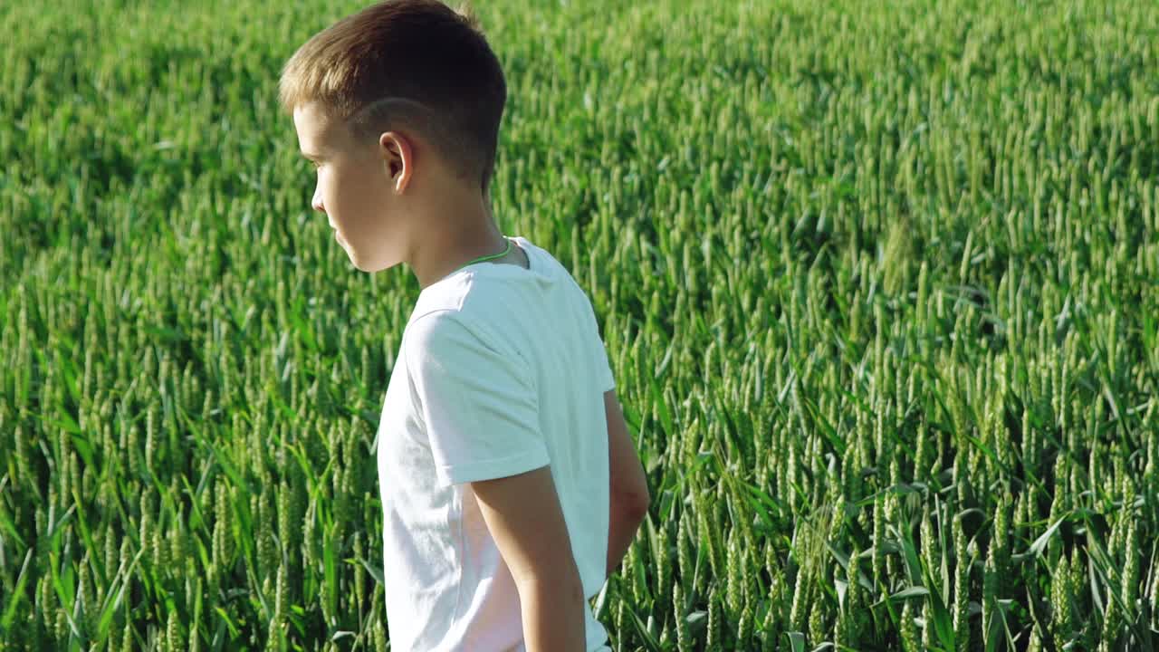 A little boy with a stylish haircut is walking in the field on the background of green spikelets of wheat. A child is inspecting the area around him and looking at the sun on a warm summer day. Slow motion