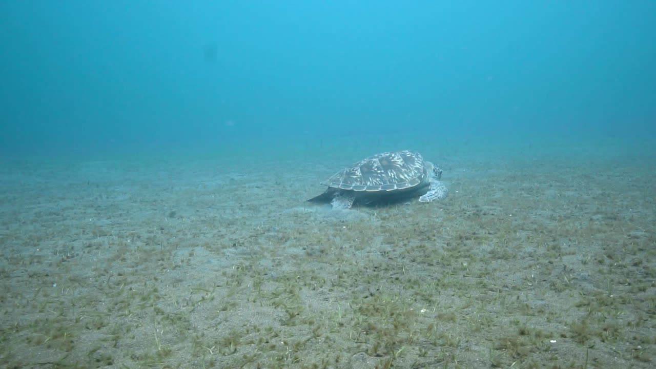 호크스빌 거북이 가 먹이 를 먹는 느린 영상
