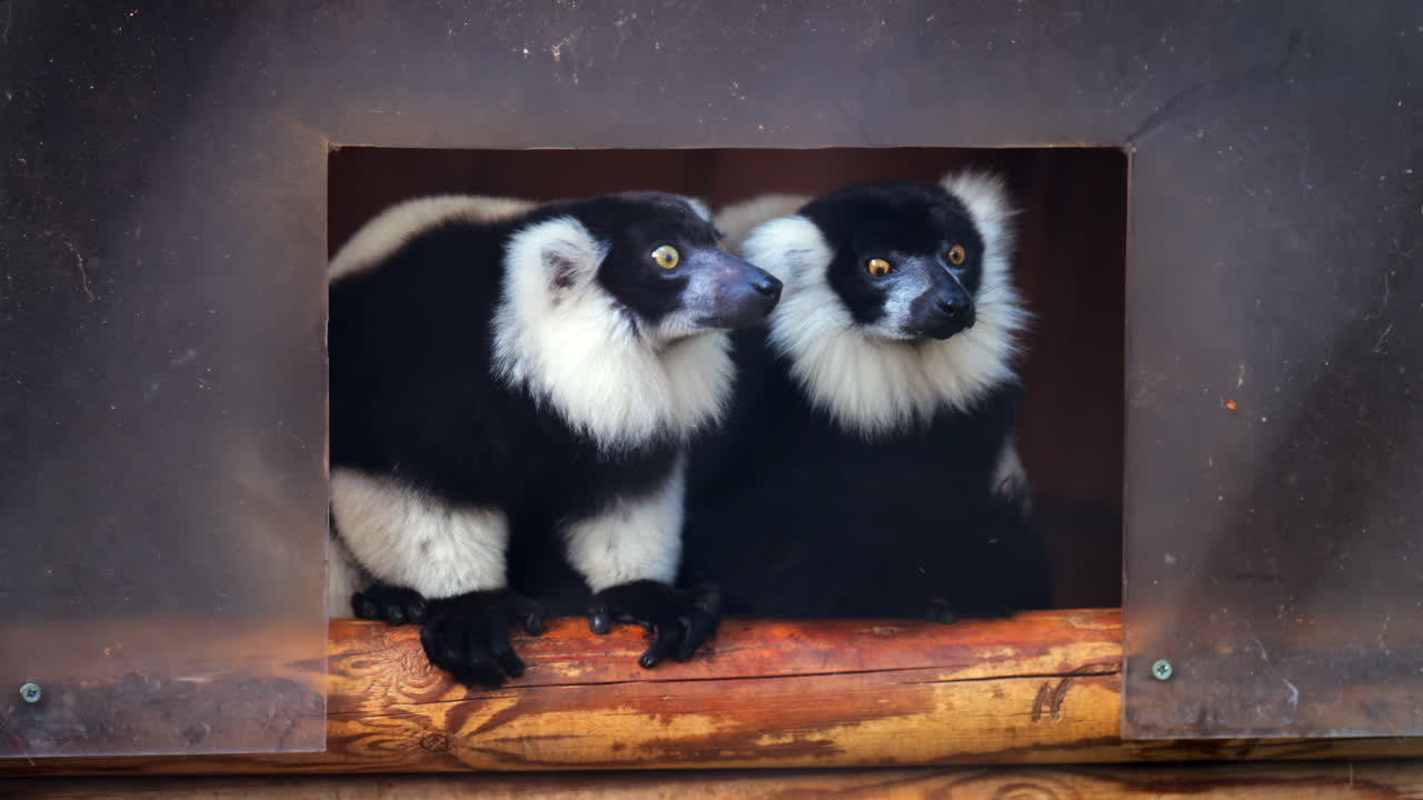 Close up of two black and white lemurs at the zoo