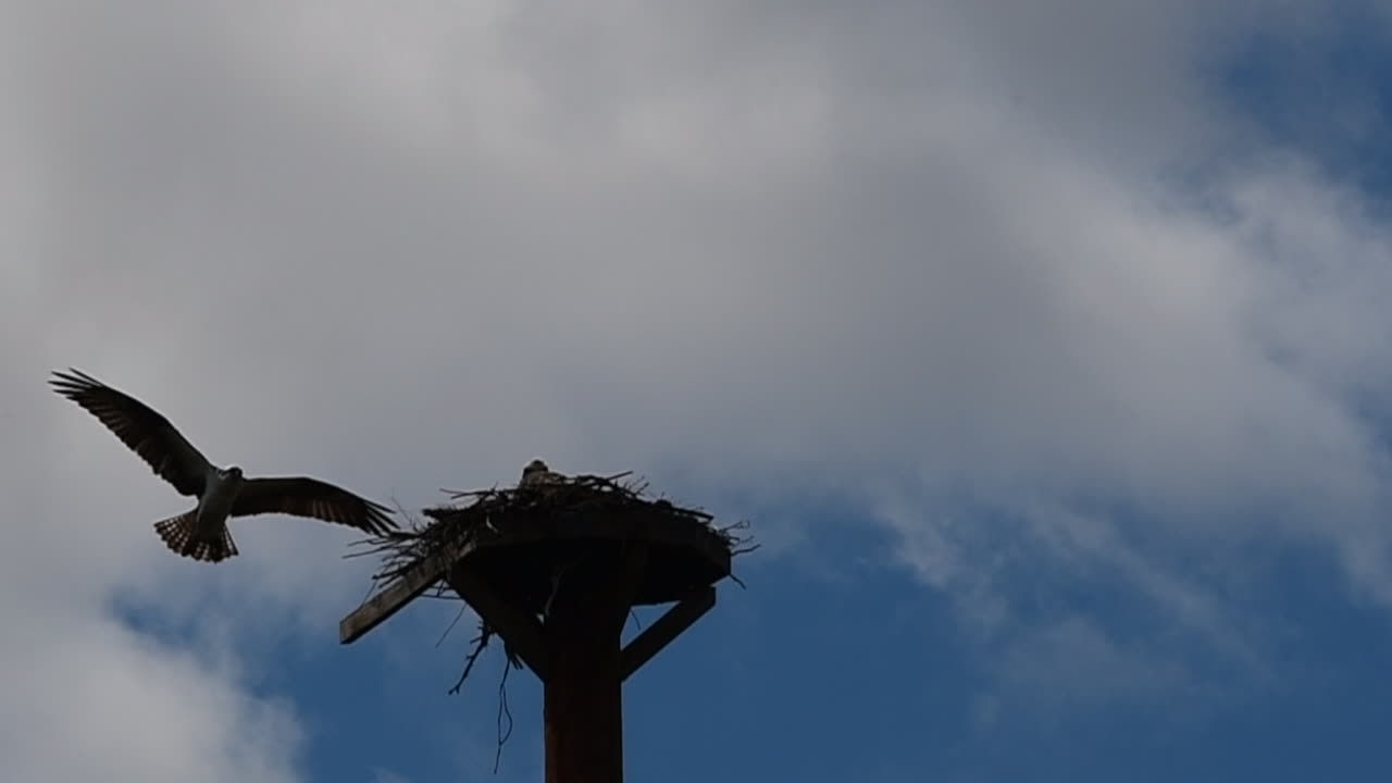 Osprey flies to nest and hovers carrying nesting material