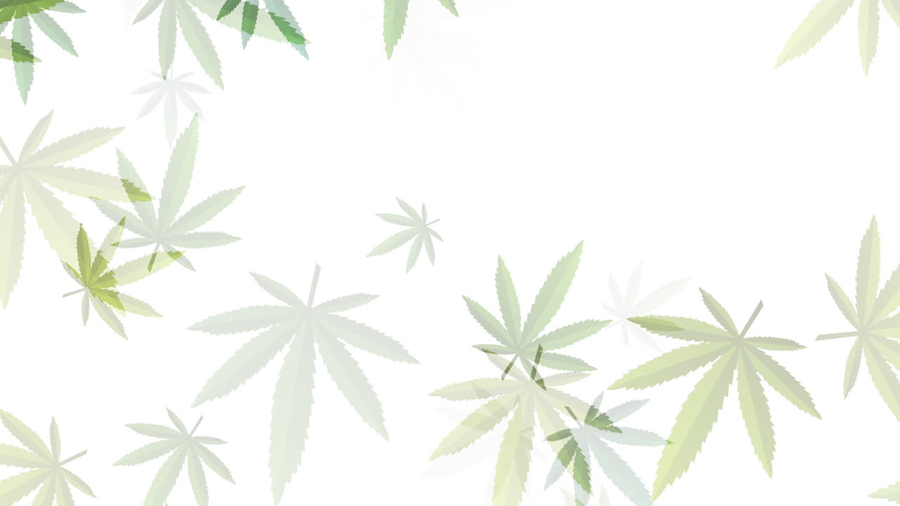 Animation marijuana green leaf hookah. Hemp leaf in white color abstract background. Loop motion graphic.