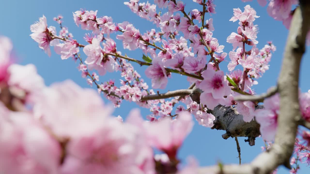 en primer plano, hermosas flores de melocotón florecen en un soleado día de primavera contra el cielo azul.