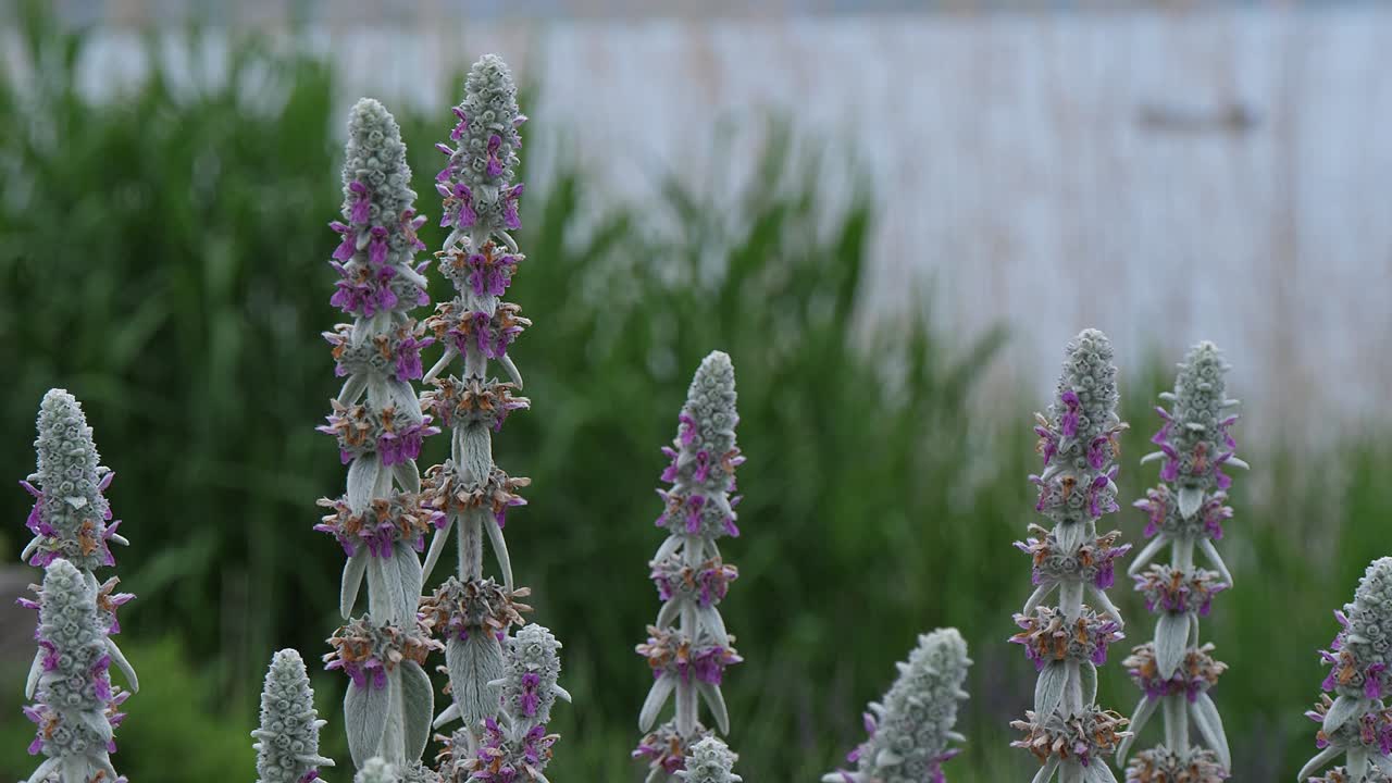 hermosas flores en el lago kawaguchiko en japón