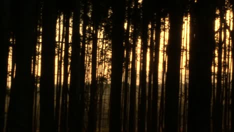 forests of south africa, bluegums