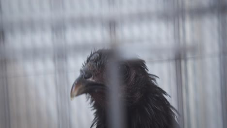 close up of all-black chicken or ayam cemani from indonesia in a cage