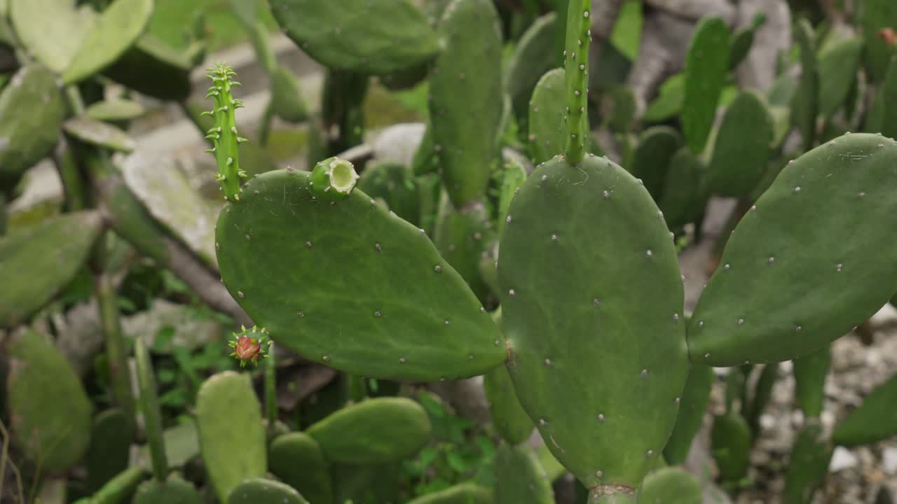 A close-up shot of Opuntia cochenillifera cactus with fresh growth and thorns