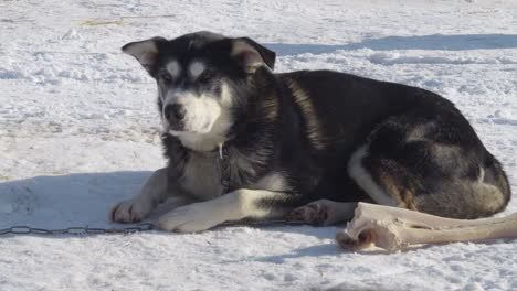 close up of husky dog lying on snow next to bone. handheld
