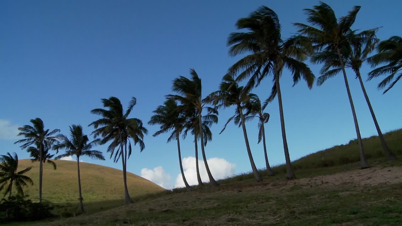 바람에 흔들리는 남해의 섬 1