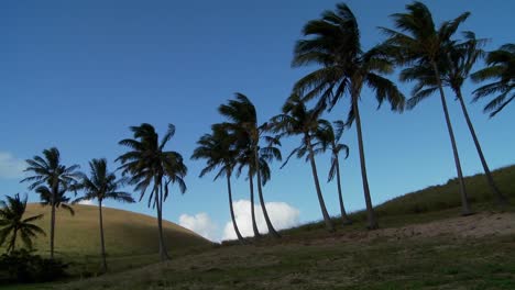 Pan-A-Través-De-Filas-De-Palmeras-En-El-Viento-En-Una-Isla-Del-Mar-Del-Sur-1