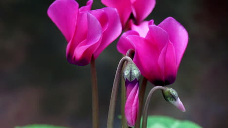 the bud of a cyclamen flower opens in time-lapse motion