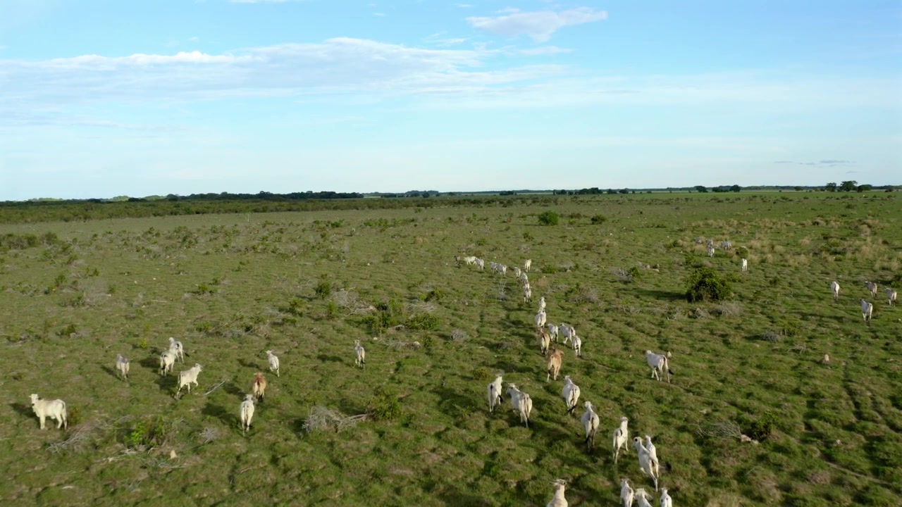 Mandria di bovini che corre in fila indiana attraverso la savana verde aperta dei Llanos Orientales in Colombia, ripresa con drone a bassa quota.