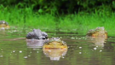 Riesiger-Bunter-Afrikanischer-Ochsenfrosch-Blickt-In-Die-Kamera-Mit-Anderen-Ochsenfröschen-Im-Hintergrund-In-Der-Regenzeit-In-Zentralkalahari,-Botswana