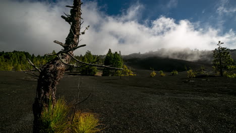 Pino-Muerto-En-El-Campo-De-Lava-Cumbre-Vieja,-Volcán-Isla-De-La-Palma,-Islas-Canarias