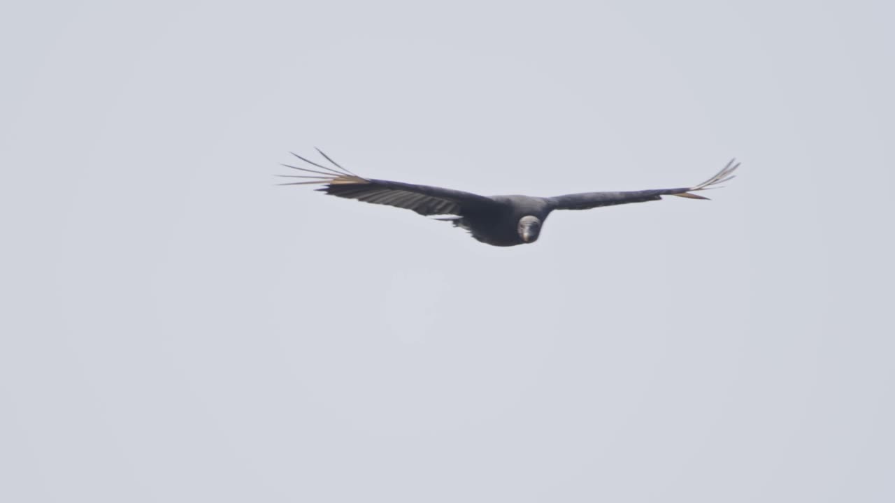 Large black bird flying, wings spread wide, possibly a gallinazo in open sky