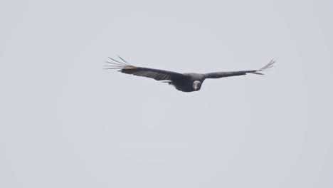 large black bird flying, wings spread wide, possibly a gallinazo in open sky