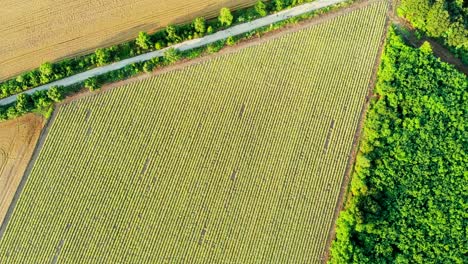 aerial view of beautiful blooming curry plant field in rural countryside.