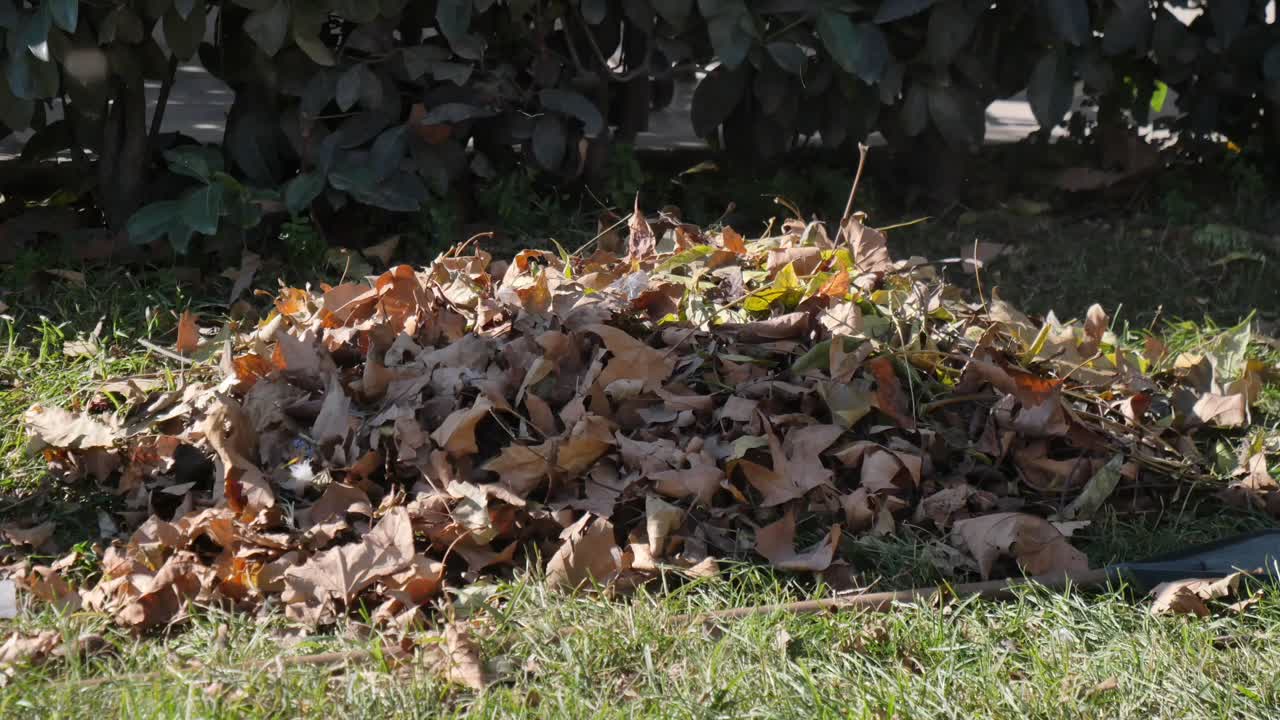 Raking Leaves in the Fall