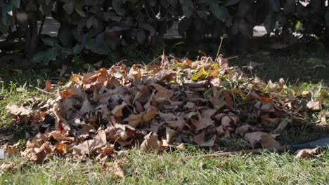 raking leaves in the fall