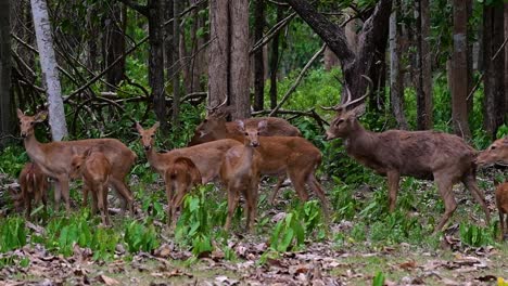 The-Eld's-Deer-is-an-Endangered-species-due-to-habitat-loss-and-hunting