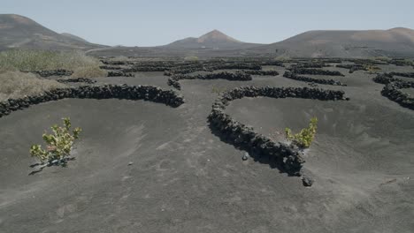 Lanzarote-landscape-with-La-Geria-grapes