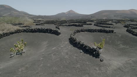 paisaje de lanzarote con uvas de la geria