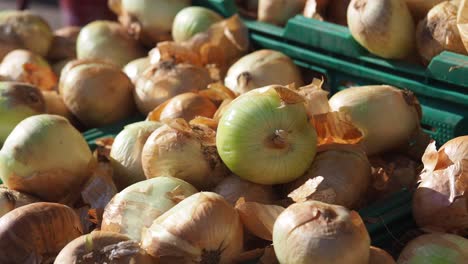 fresh onions in a crate