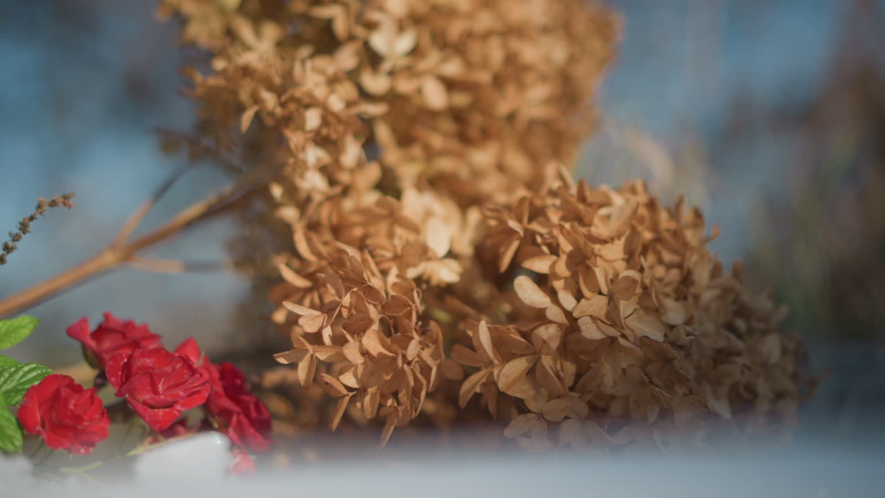 Withered hydrangea and red roses on snow, mint sprig peeking from left, warm muted tones creating nostalgic kitchen still life. Closeup focus on texture and dried petals, subtle home cook inspiration