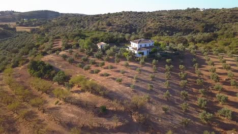 spanish cortijo on the hilltop with growing tree crops in malaga, spain