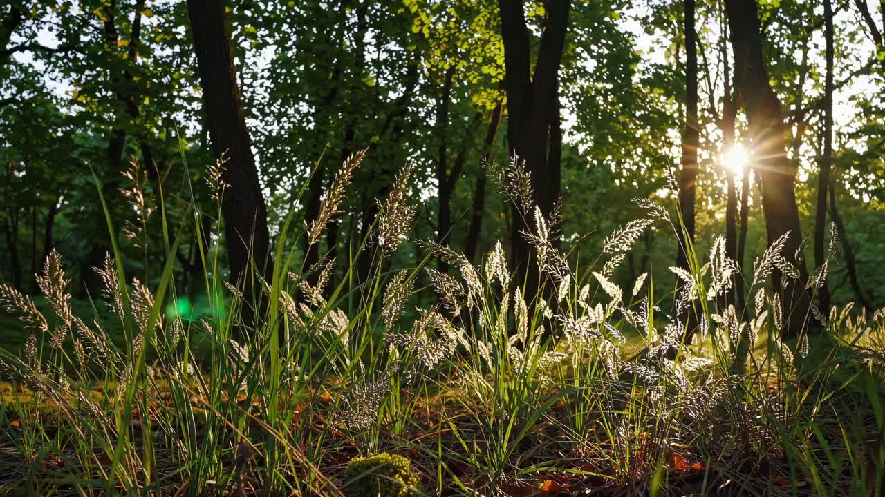 Low-angle video shot capturing sunlight filtering through trees in a serene forest