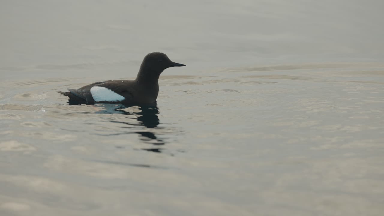 Alkekonge som dykker ned i rolig arktisk vann nær Svalbardkysten.