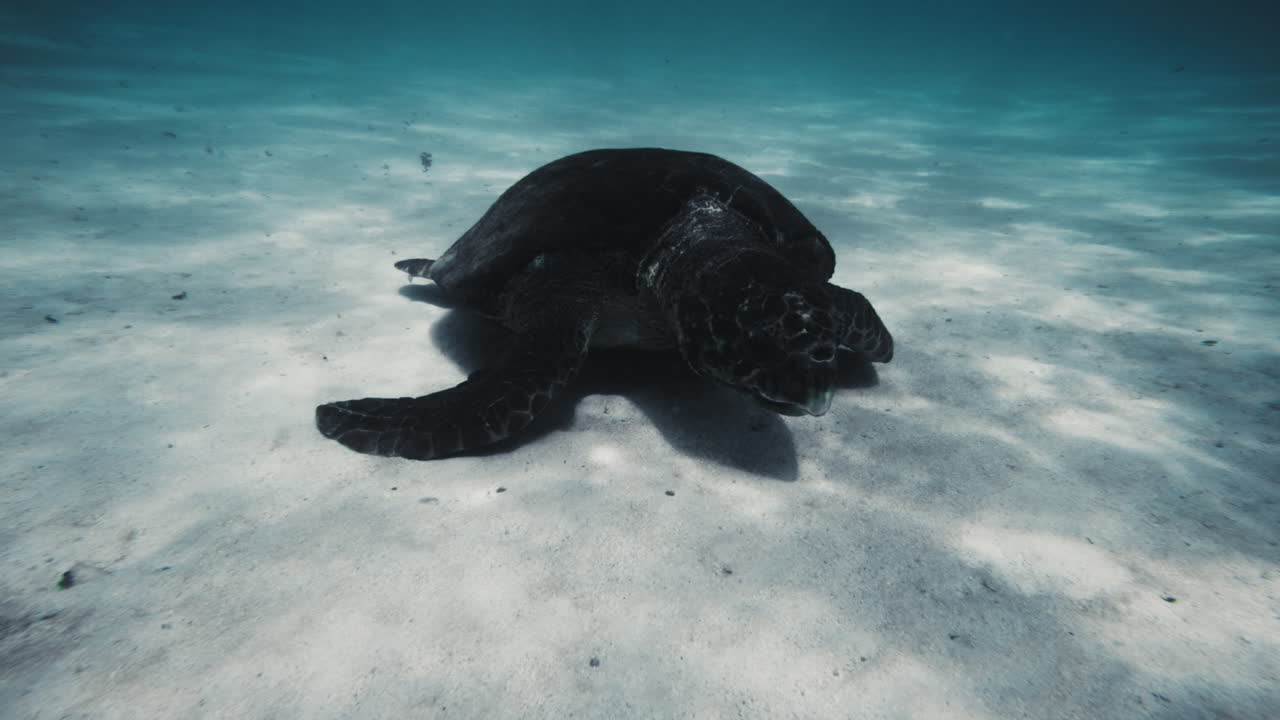 Tampilan depan jarak menengah penyu besar yang merangkak perlahan di sepanjang dasar laut berpasir putih.