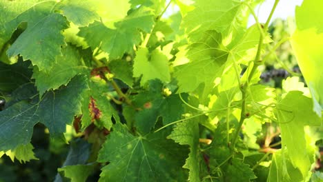 close-up of grape vine leaves in sunlight