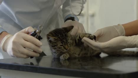 vet and nurse examining little kitten