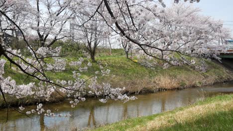 vista panorámica de la cámara del parque de flores de sakura con un pequeño canal en primavera, plena floración de la temporada de flores de sakura, río kannonji en la temporada de flores de fukushima-hanami-película de video 4k uhd